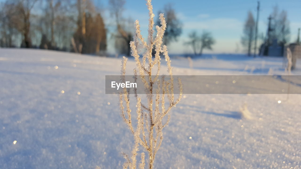 Close-up of frozen plant against sky