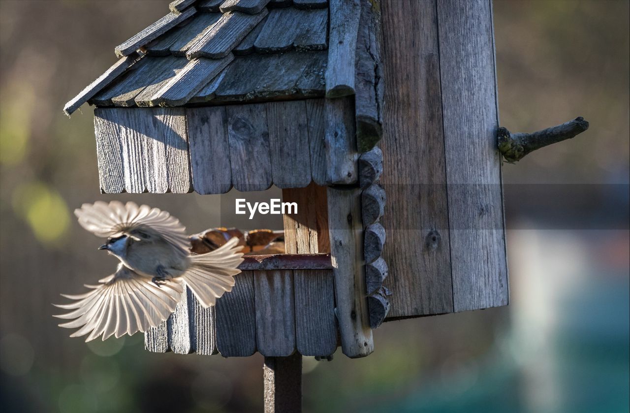 Bird flying by wooden structure