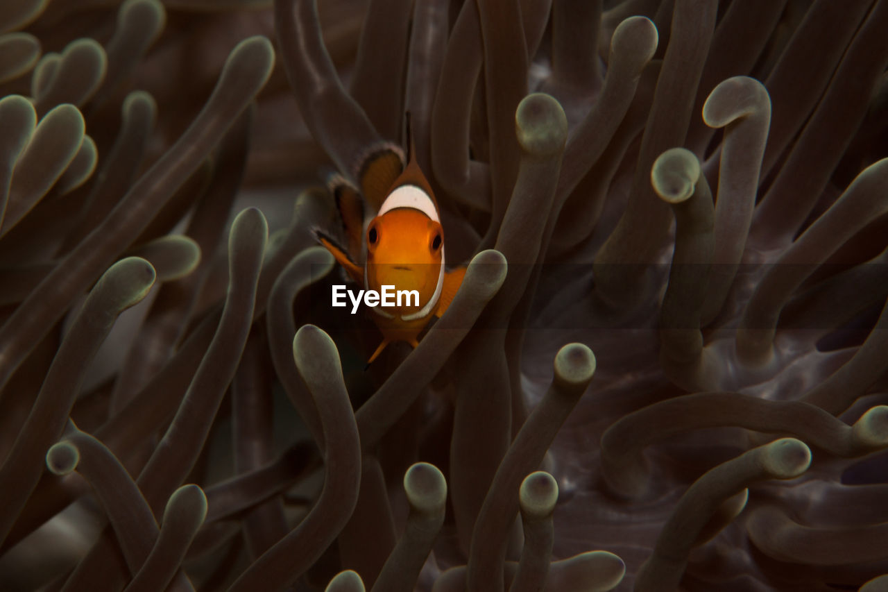 Close-up of fish swimming amidst coral undersea