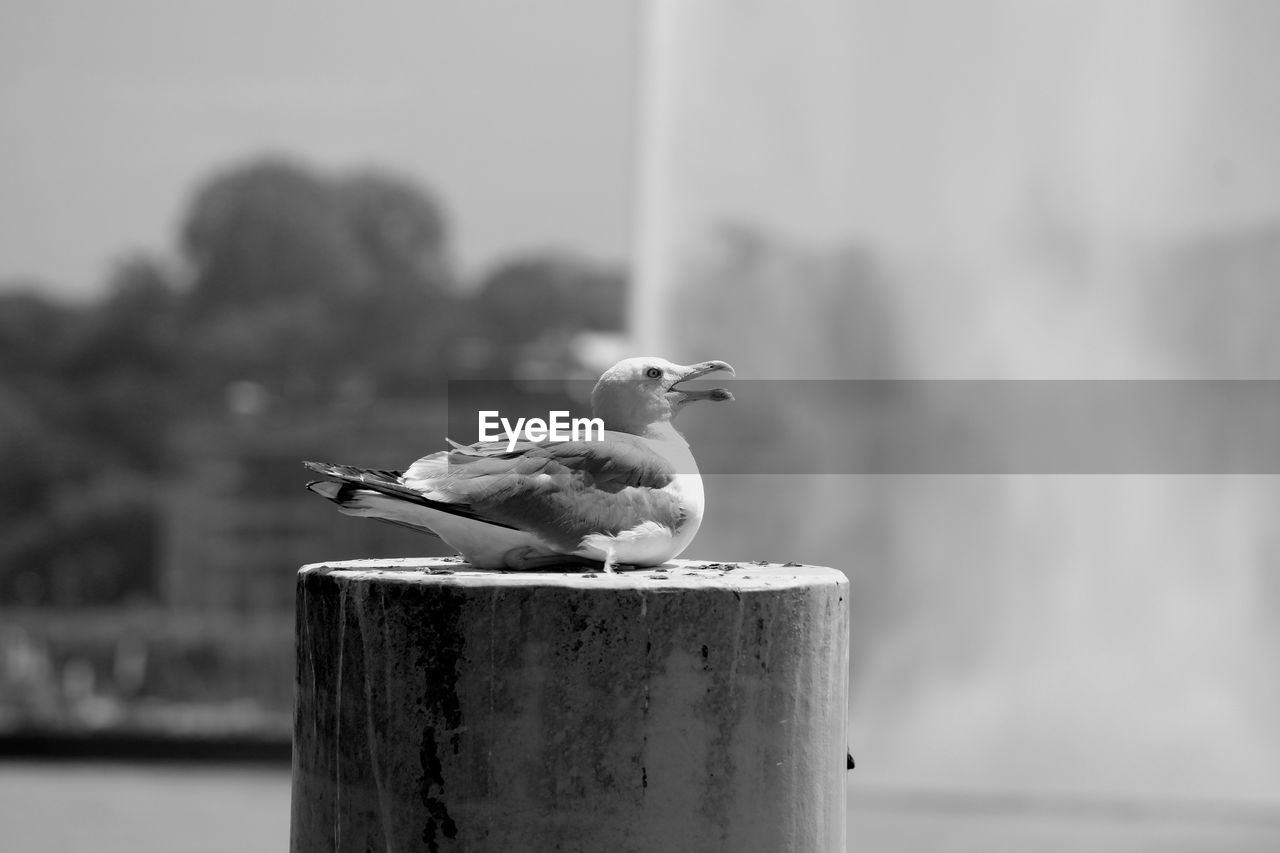 SEAGULLS PERCHING ON WOODEN POST