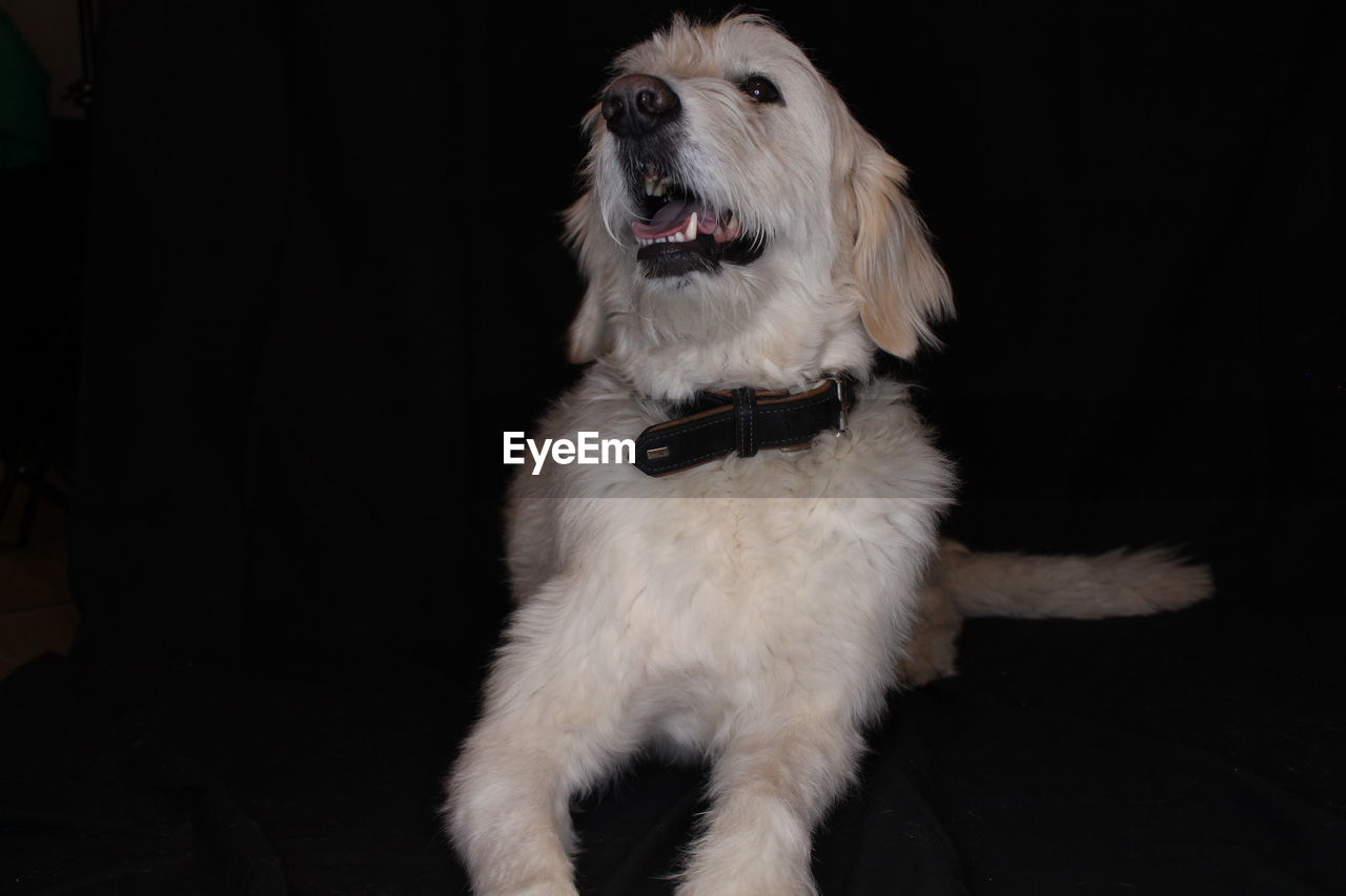 DOG LOOKING AWAY WHILE STANDING AGAINST BLACK BACKGROUND