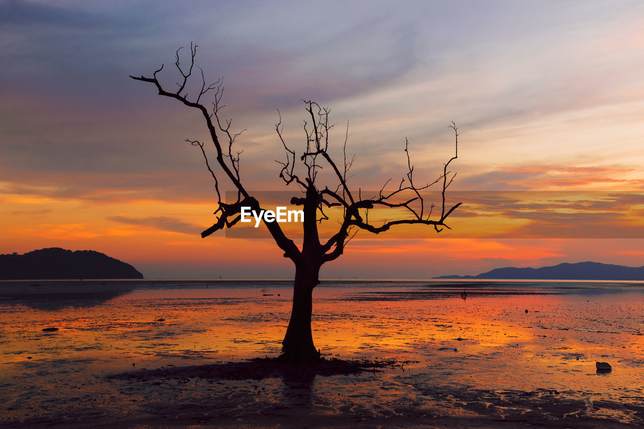 SILHOUETTE BARE TREE BY SEA AGAINST SKY AT SUNSET