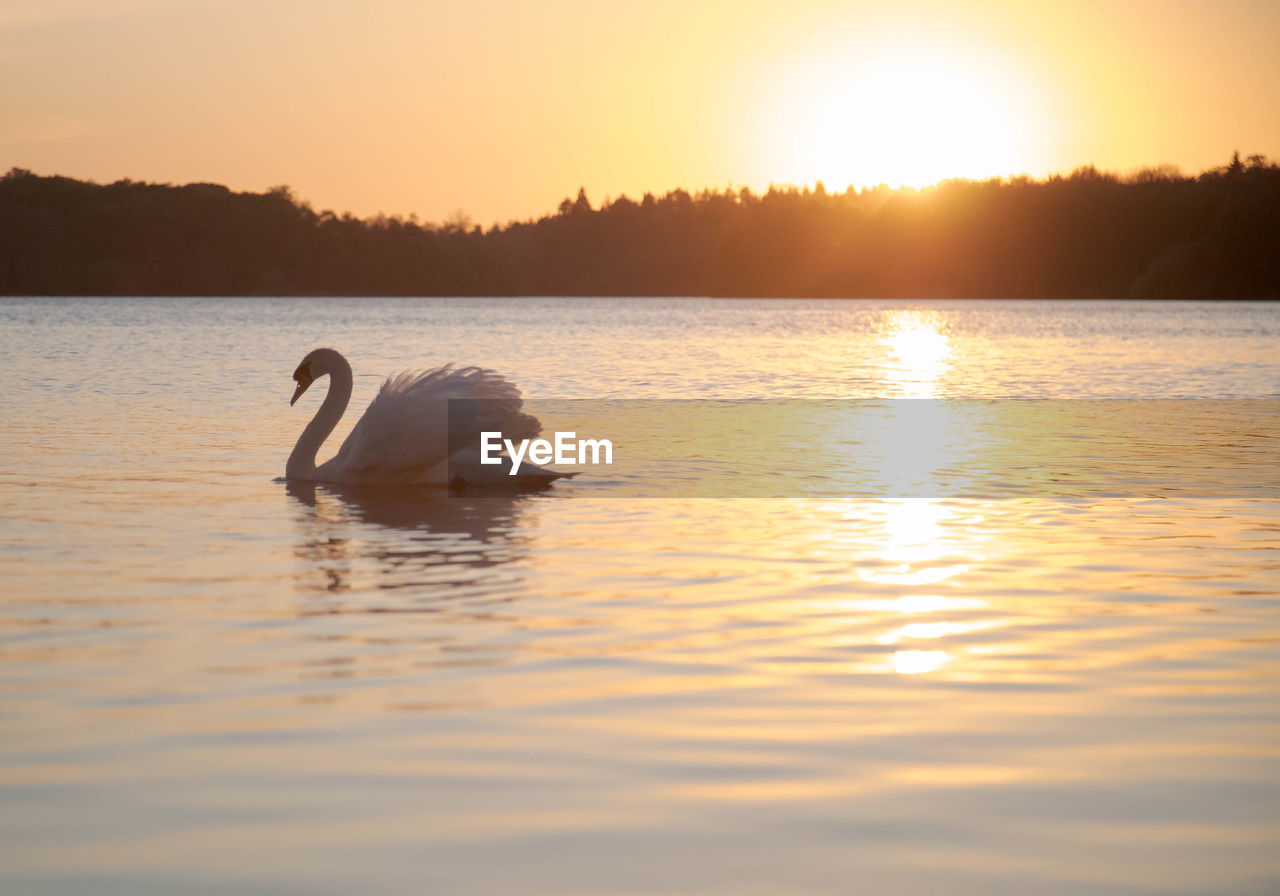 Swan floating on virginia water lake at sunset