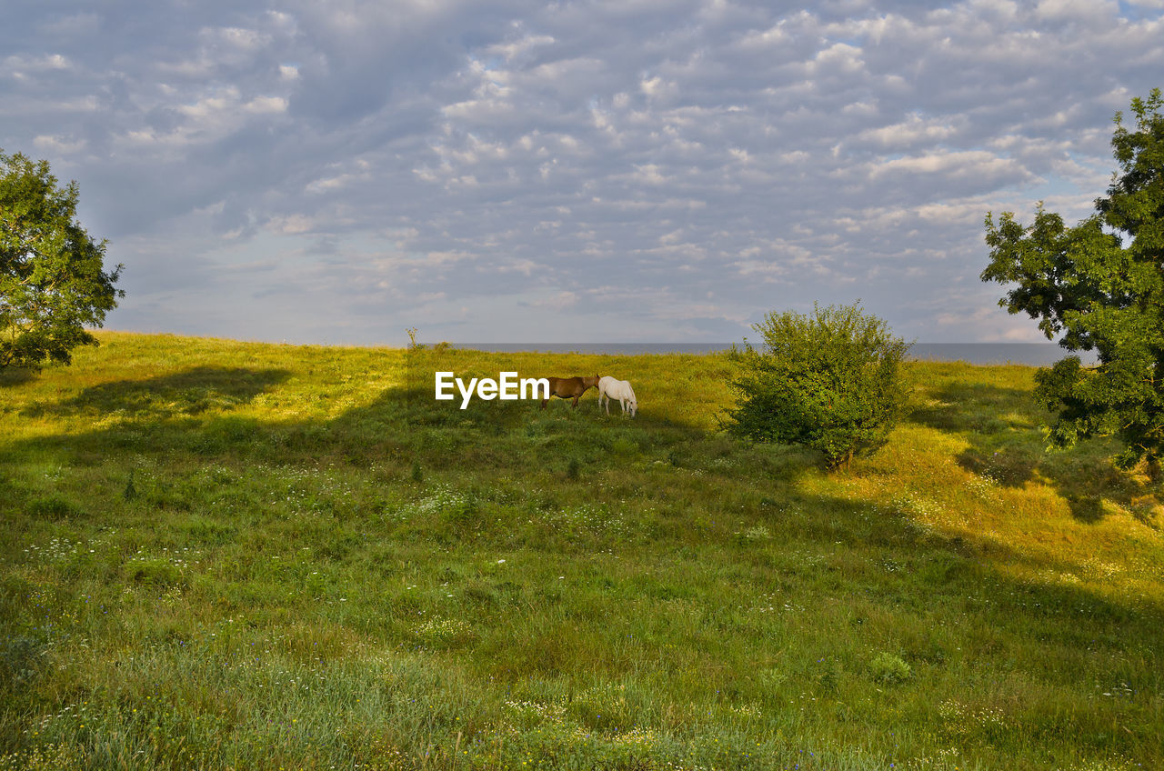 VIEW OF SHEEP GRAZING ON FIELD