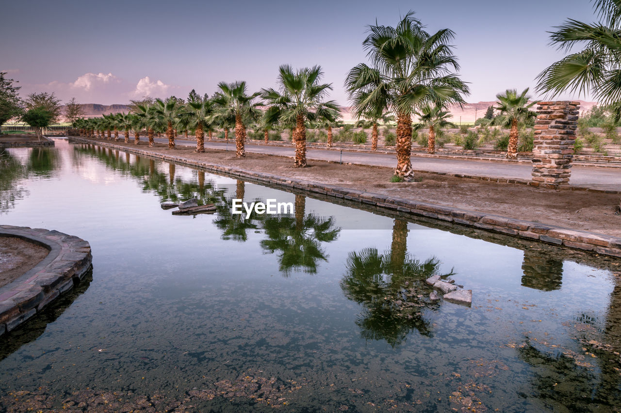 REFLECTION OF PALM TREES IN SWIMMING POOL