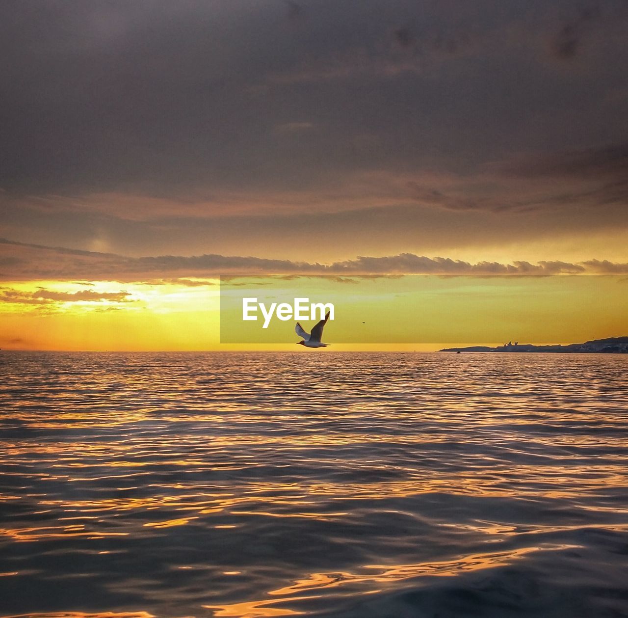 Scenic view of seagull flying over sea at sunset