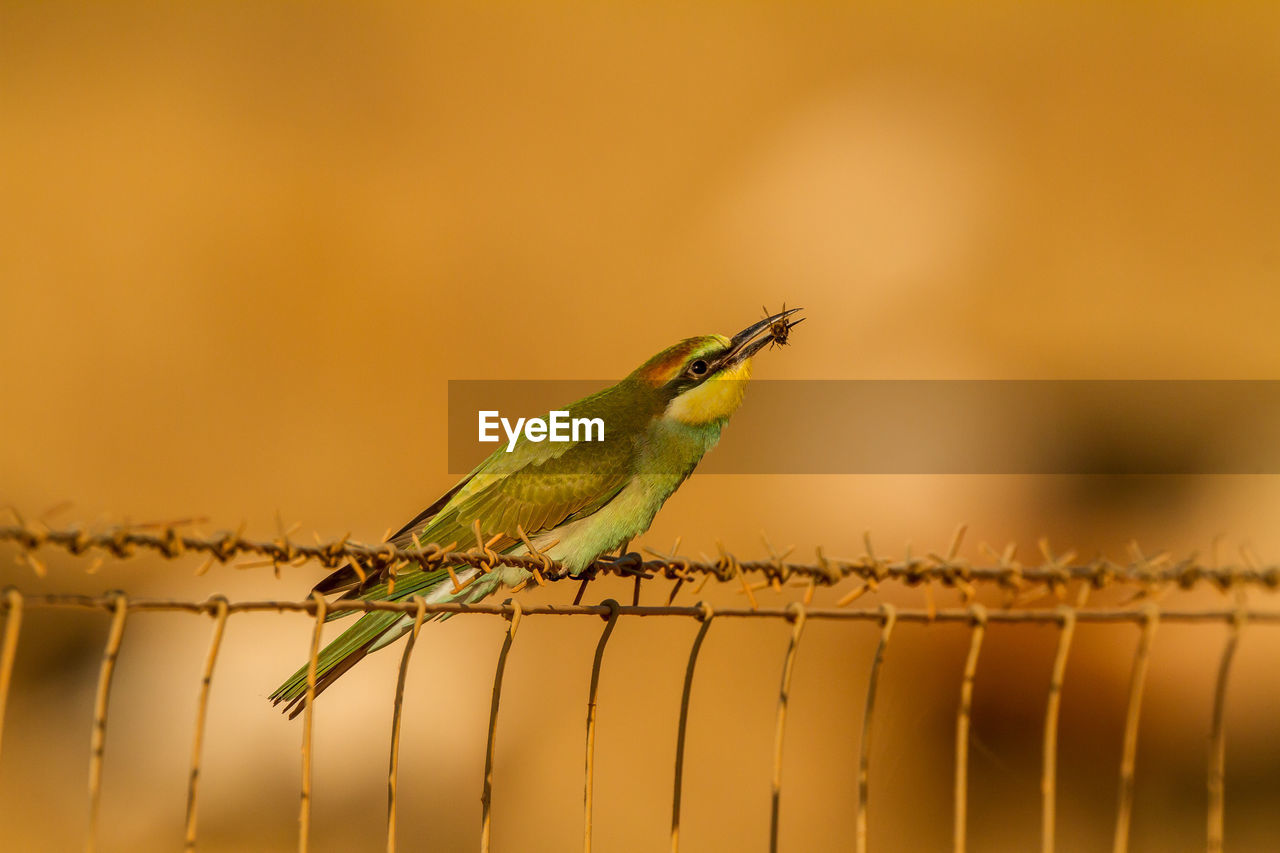 CLOSE-UP OF BIRD PERCHING ON FENCE
