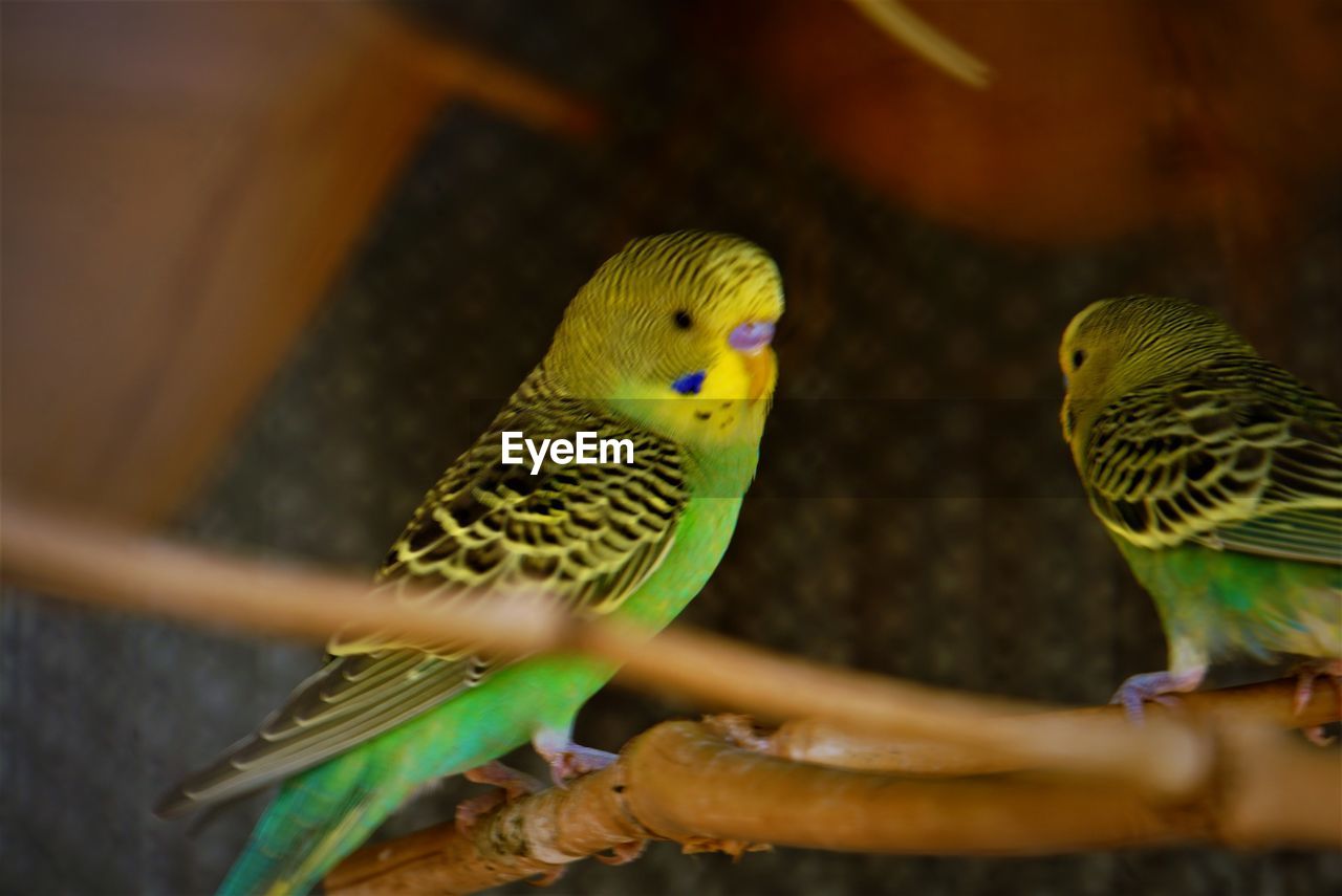 Close-up of budgerigar perching on branch in cage