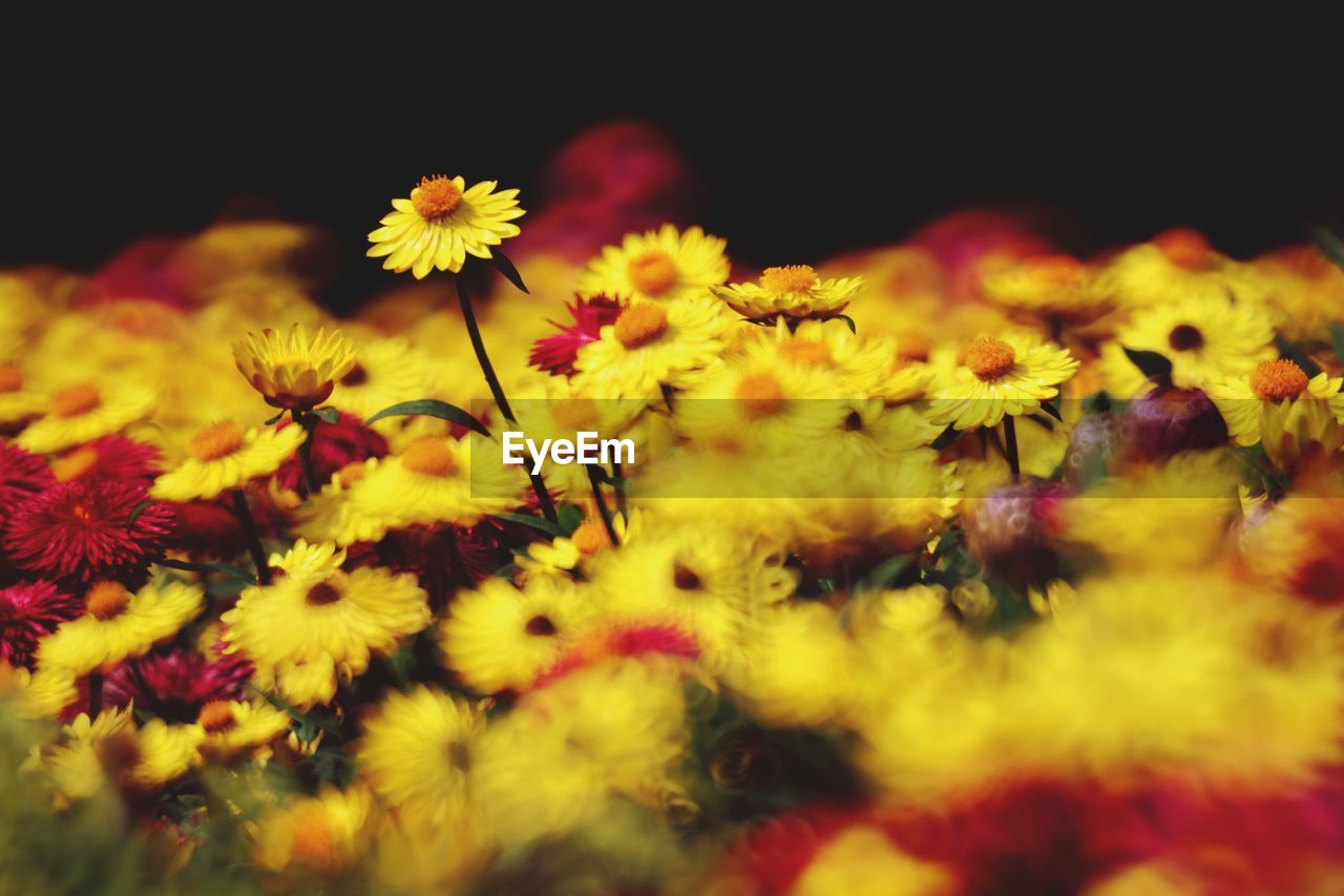 CLOSE-UP OF YELLOW FLOWERING PLANT