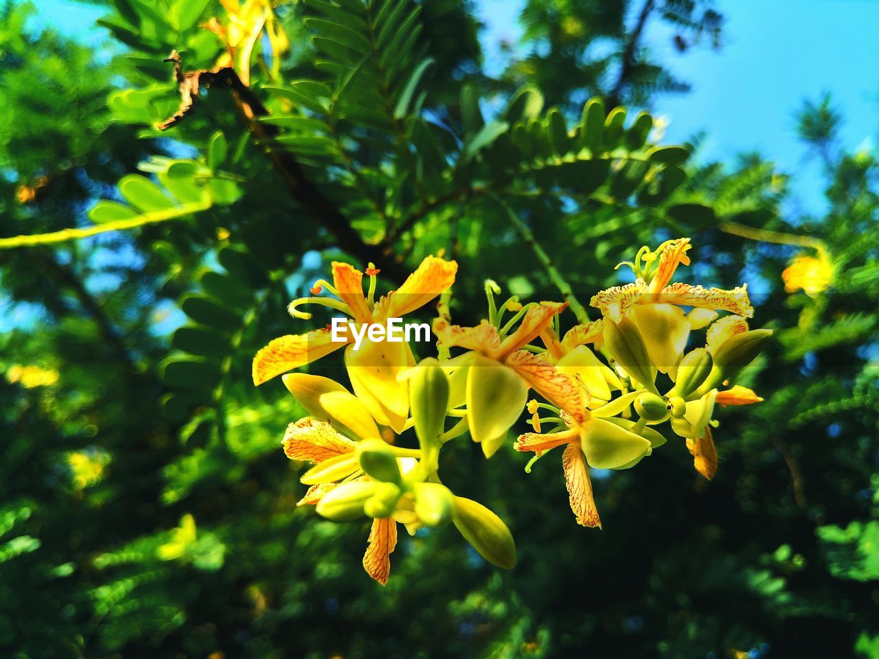 CLOSE-UP OF YELLOW FLOWER