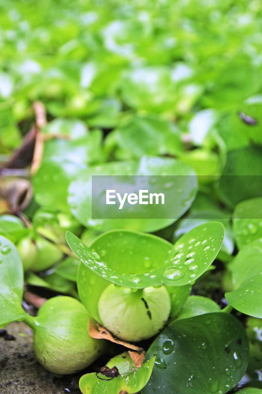 CLOSE-UP OF SUCCULENT PLANT