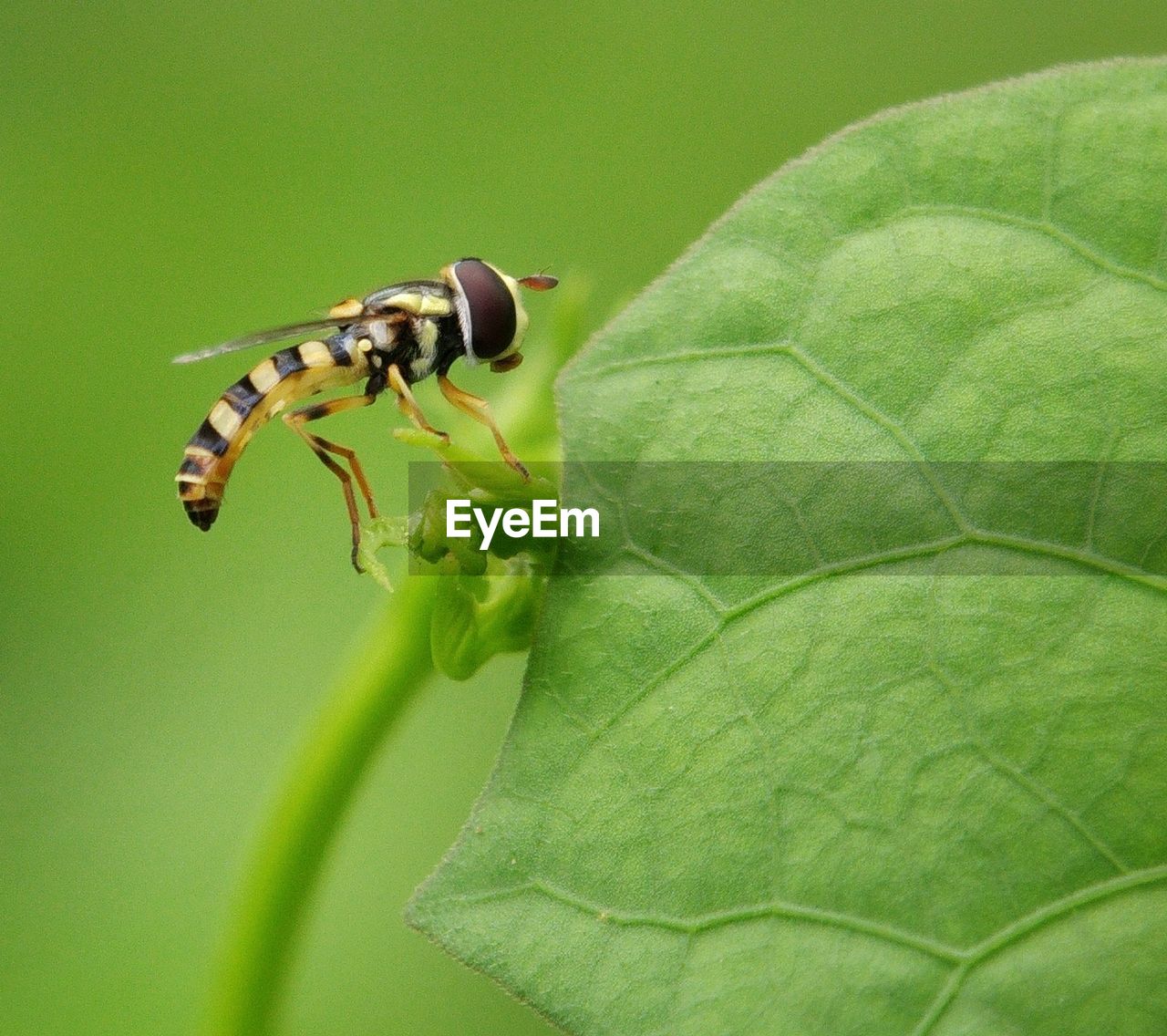 INSECT ON LEAF