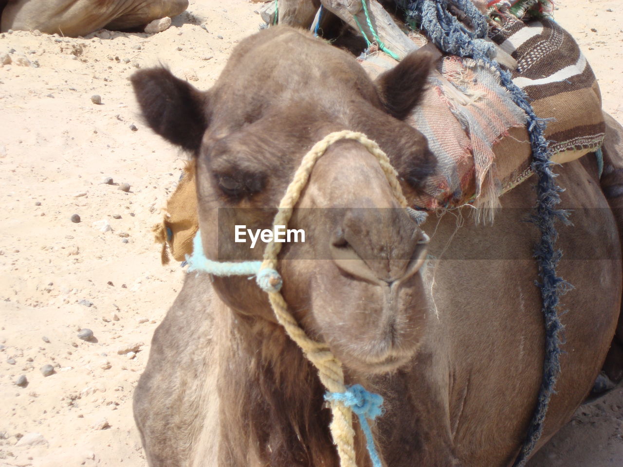 Close-up of a camel