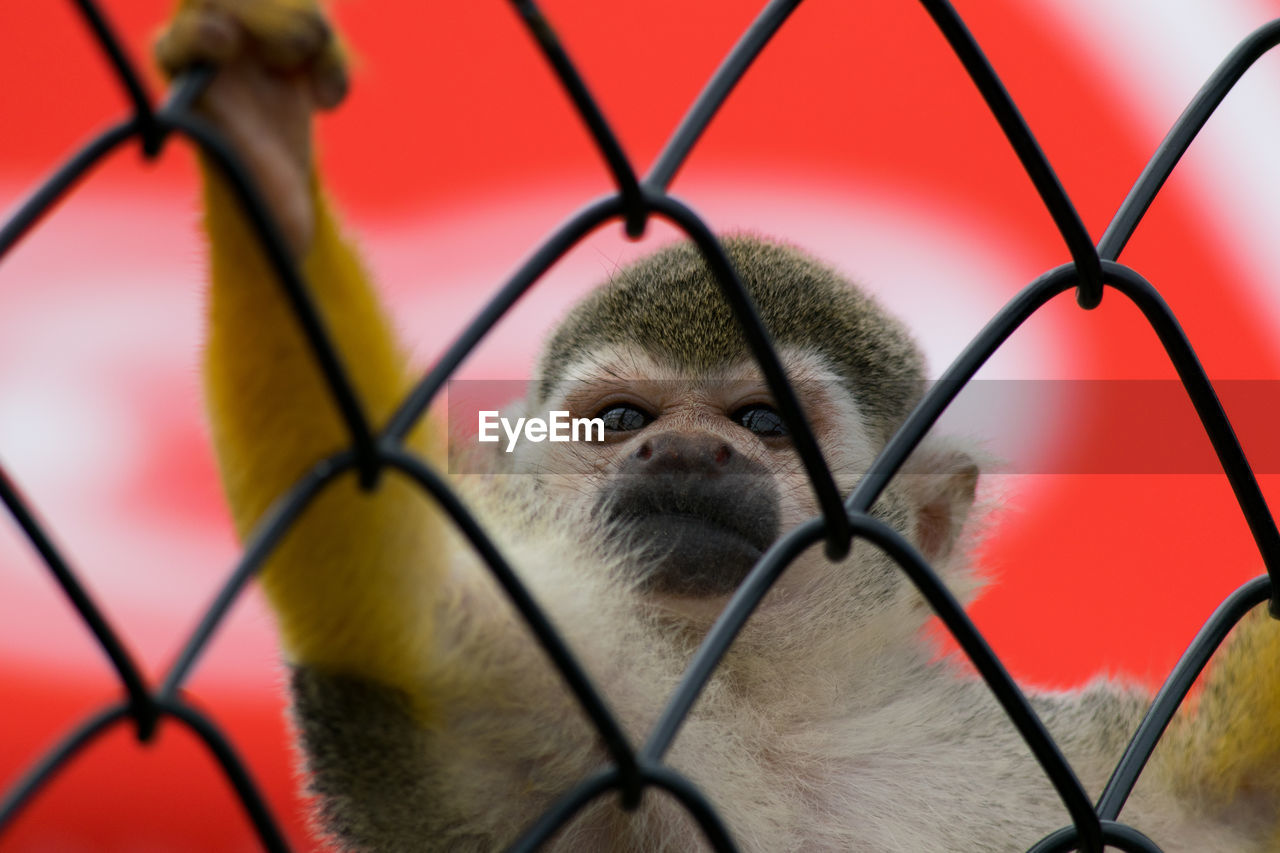 Close-up of chainlink fence in cage with monkey