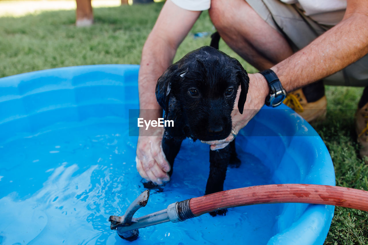 Man giving bath to black labrador puppy in tub