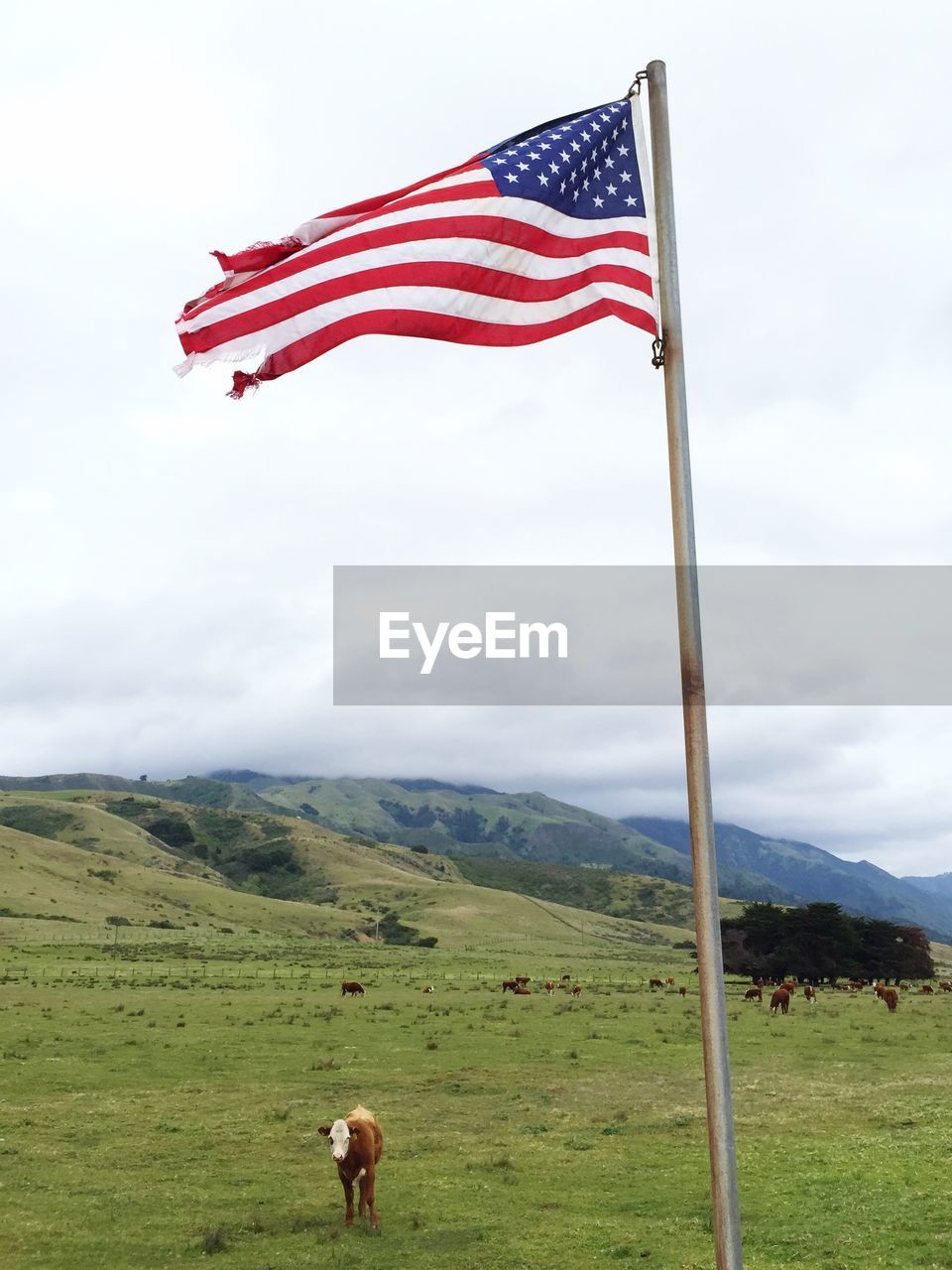 Cow standing under fluttering american flag