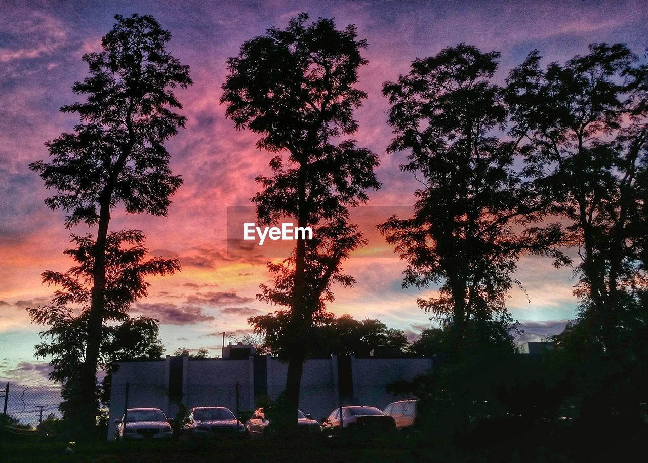 Low angle view of trees against scenic sky