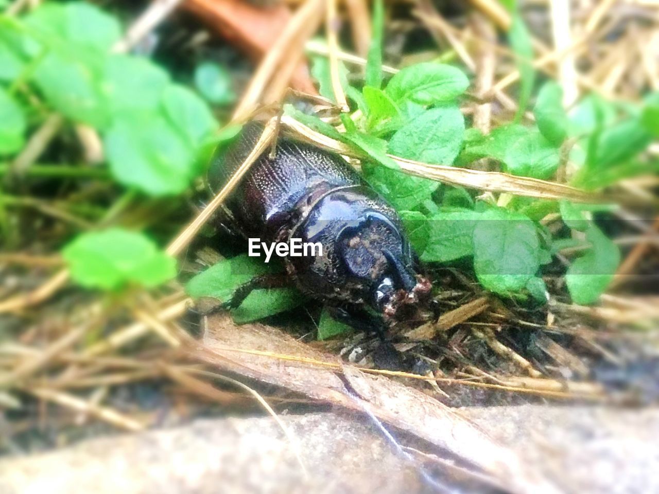 CLOSE-UP OF INSECT ON STEM