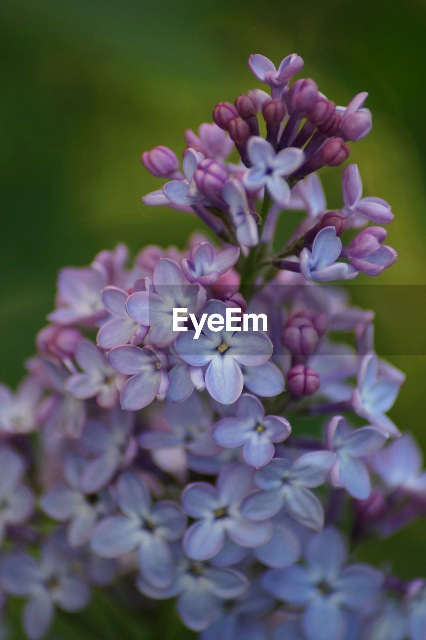 Close-up of purple flowering plant