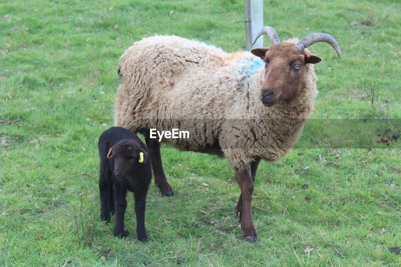 SHEEP STANDING IN FARM