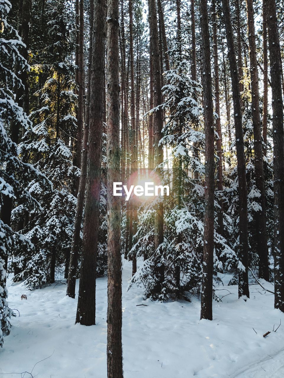 TREES IN SNOW COVERED FOREST