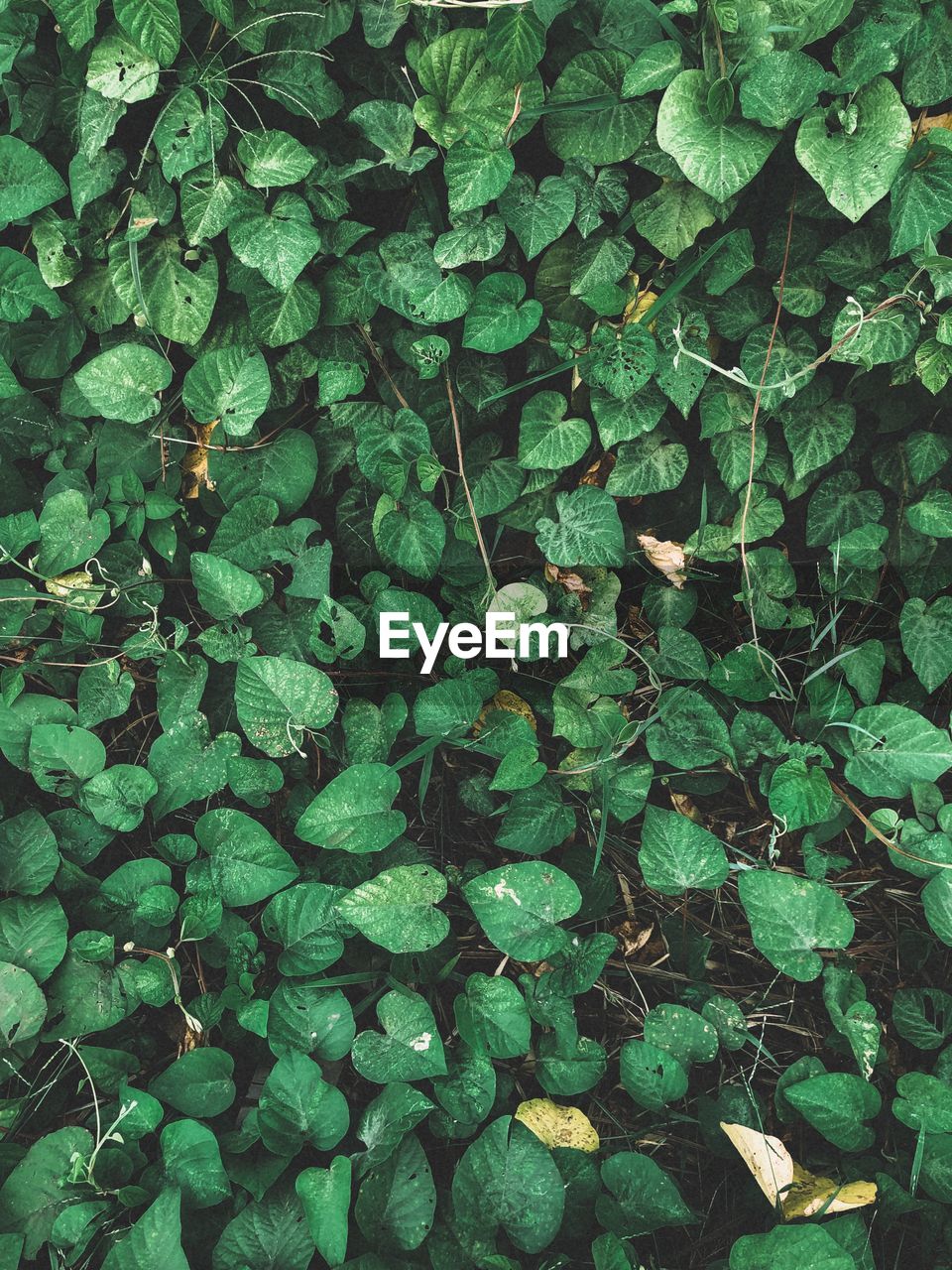 Full frame shot of leaves on field