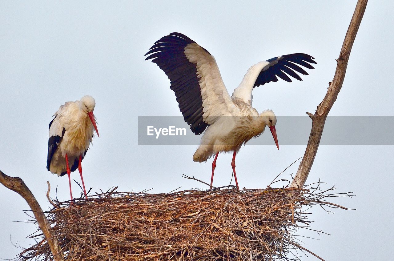 Close-up of storks in nest against clear sky