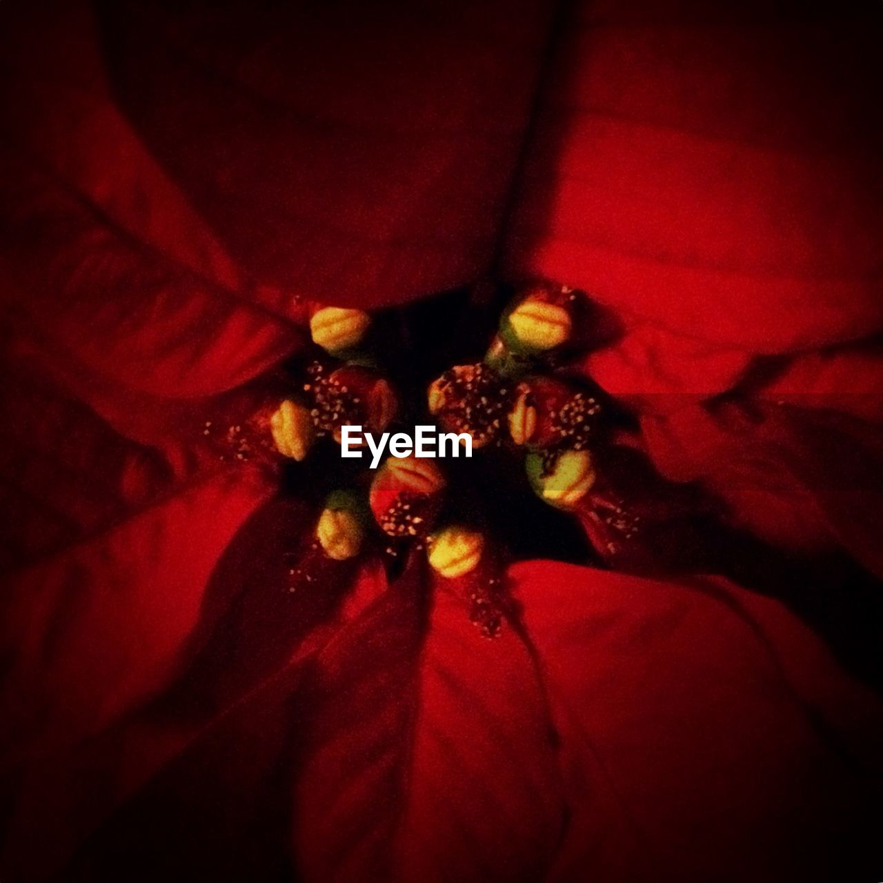 CLOSE-UP OF RED FLOWERS