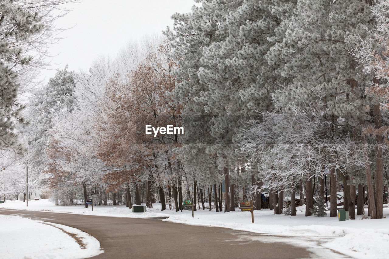 Trees on snow covered land against sky