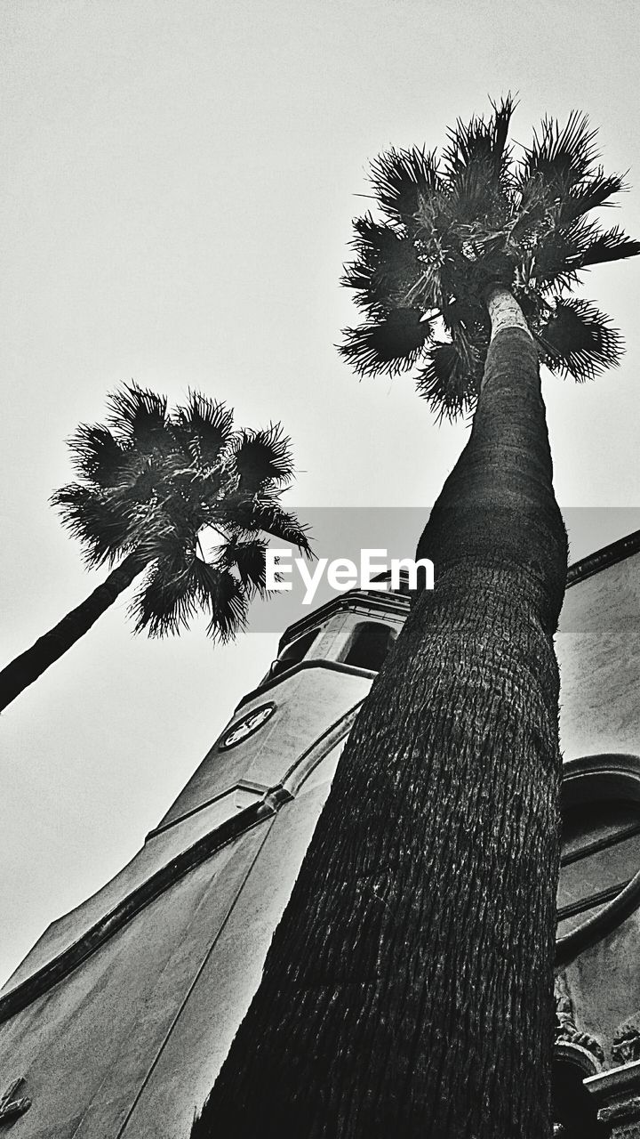 LOW ANGLE VIEW OF TREES AGAINST SKY