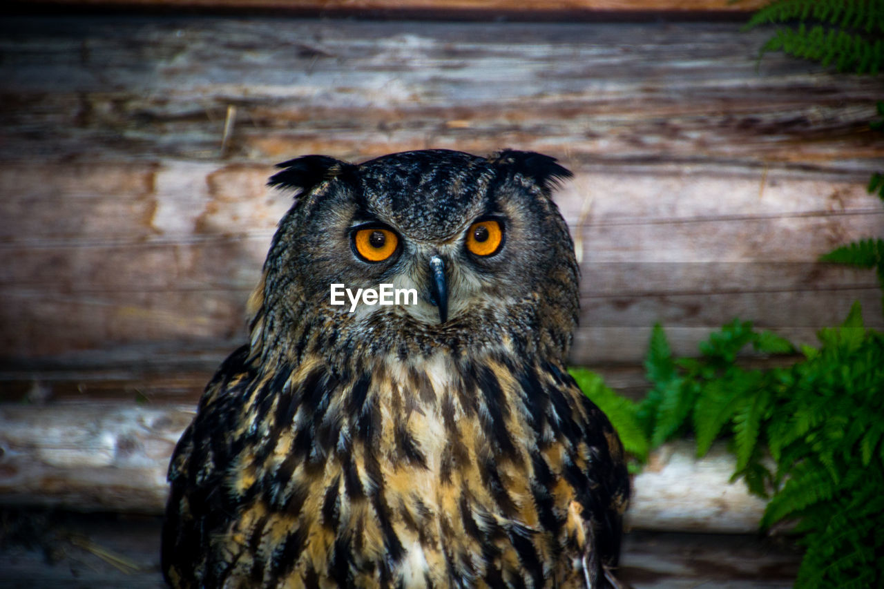 CLOSE-UP PORTRAIT OF OWL AGAINST SKY