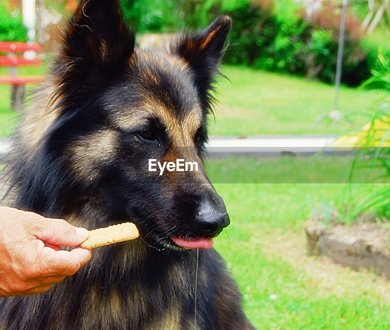 CLOSE-UP OF DOG WITH HAND