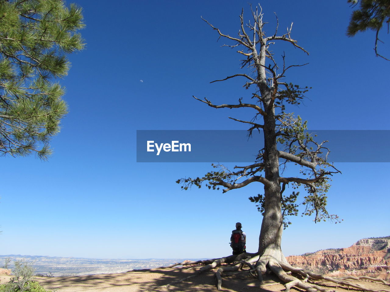 Man by tree against blue sky