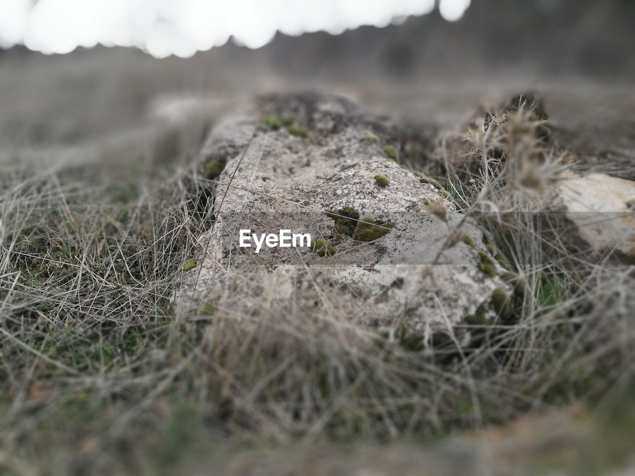 CLOSE-UP OF LIZARD ON GROUND