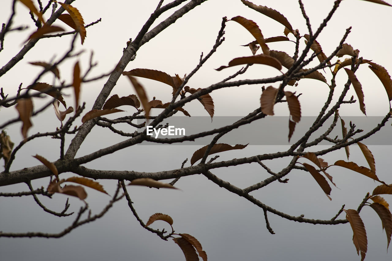 Low angle view of bare tree against sky