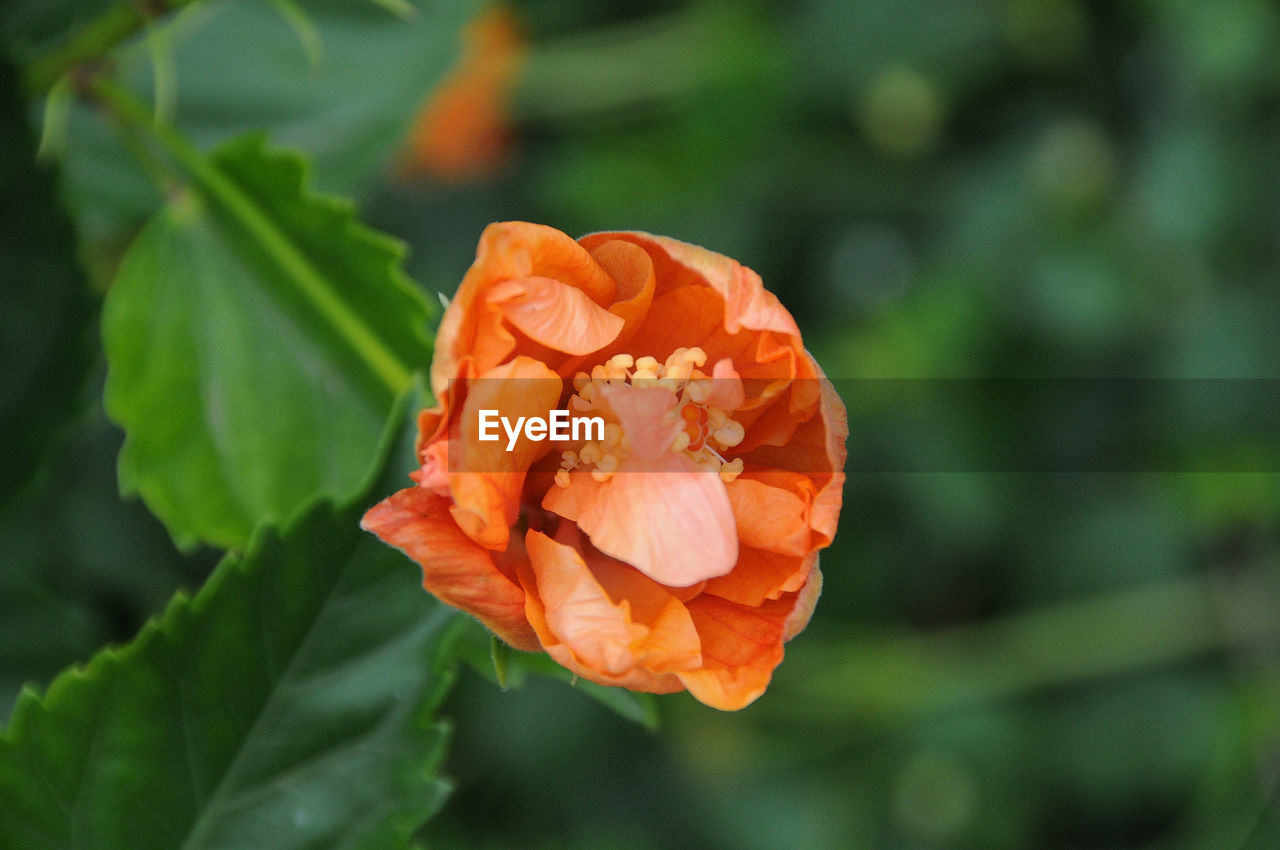 flower, plant, flowering plant, beauty in nature, freshness, petal, close-up, nature, orange color, flower head, rose, plant part, leaf, inflorescence, fragility, yellow, macro photography, growth, no people, focus on foreground, outdoors, botany, day, green, springtime, rose - flower