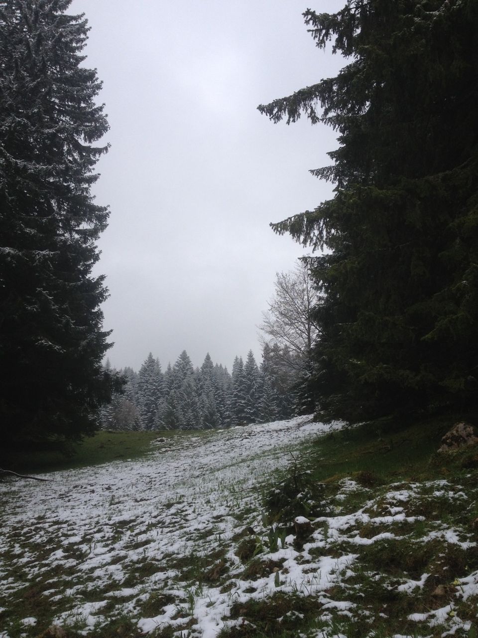 Trees covered in snow