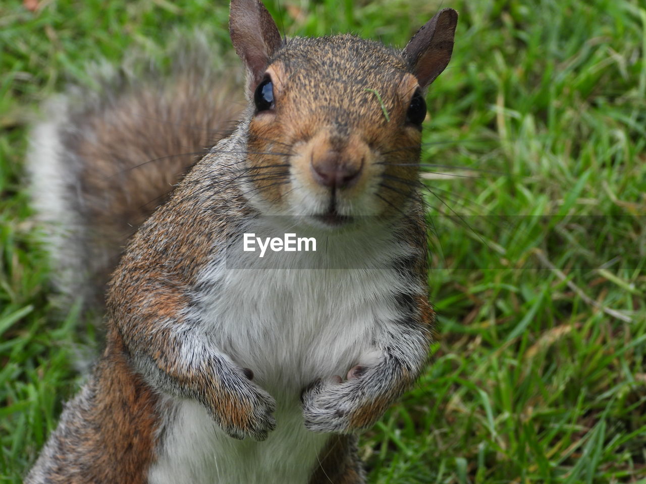 Close-up portrait of a squirrel