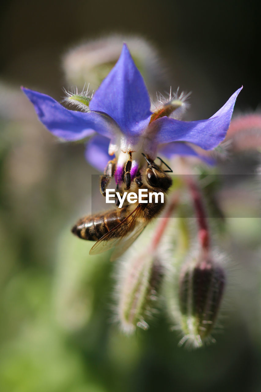 European honey bee at borage