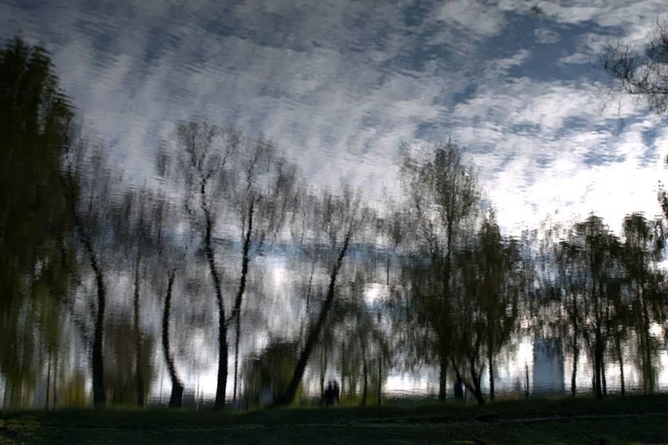 TREES ON LANDSCAPE