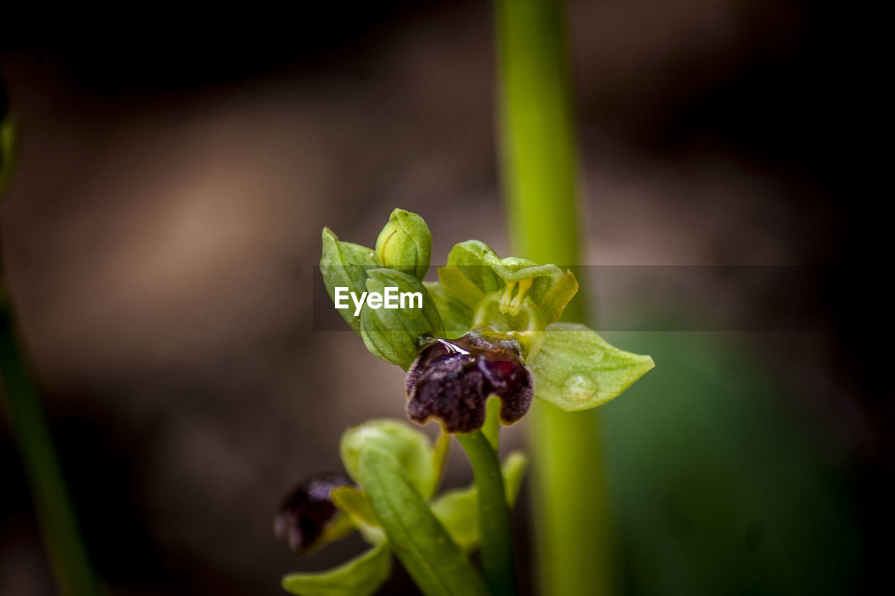 Close-up of plant growing outdoors