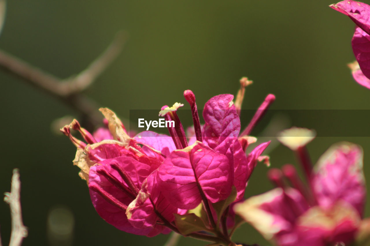 CLOSE-UP OF PINK FLOWERS