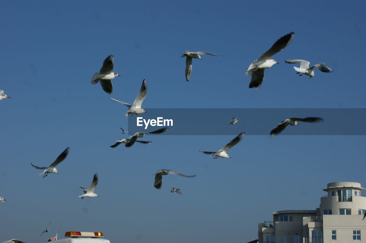 LOW ANGLE VIEW OF BIRDS IN SKY