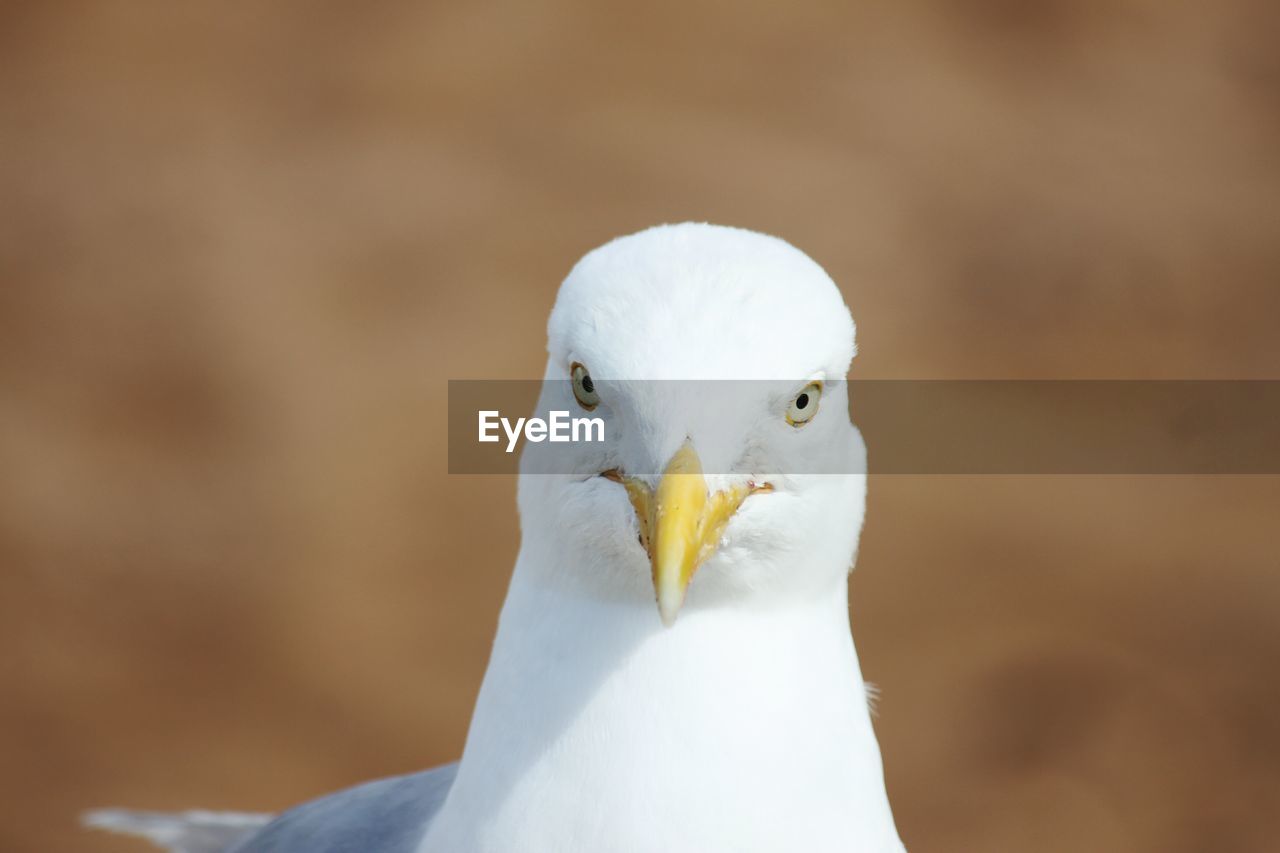 Close-up of a bird