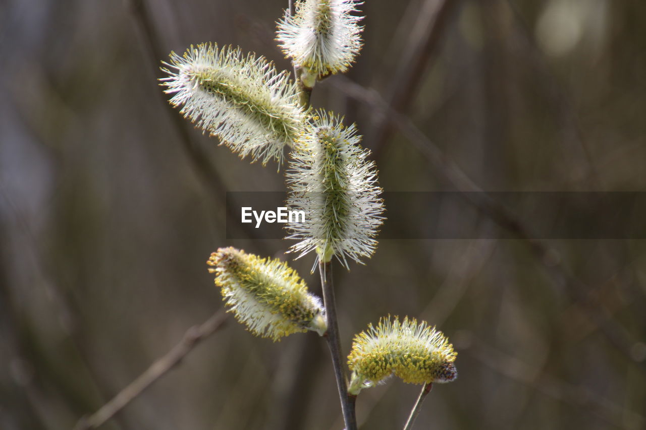 Close-up of plant