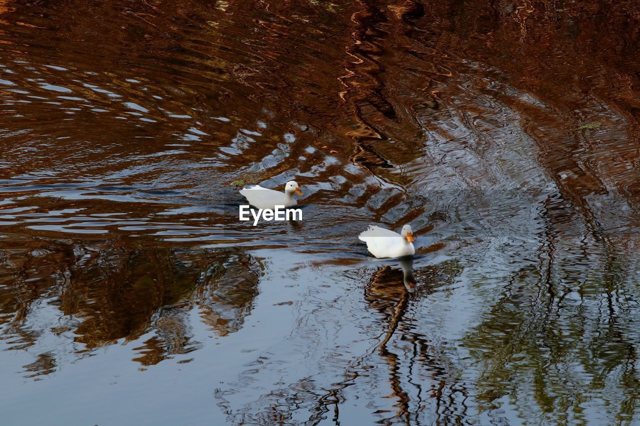 HIGH ANGLE VIEW OF BIRDS IN LAKE