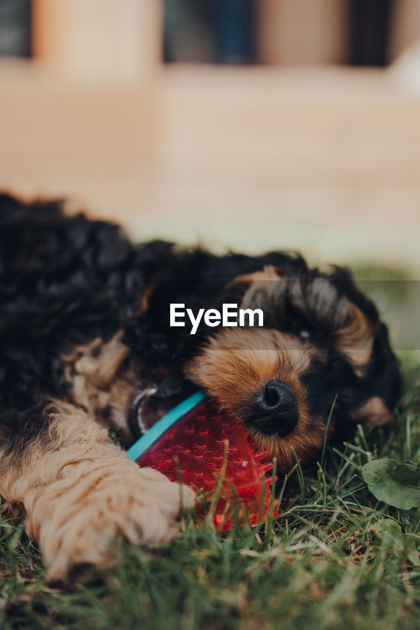 Cute two month old cockapoo puppy playing with a watermelon slice-shaped chewy toy in a garden.