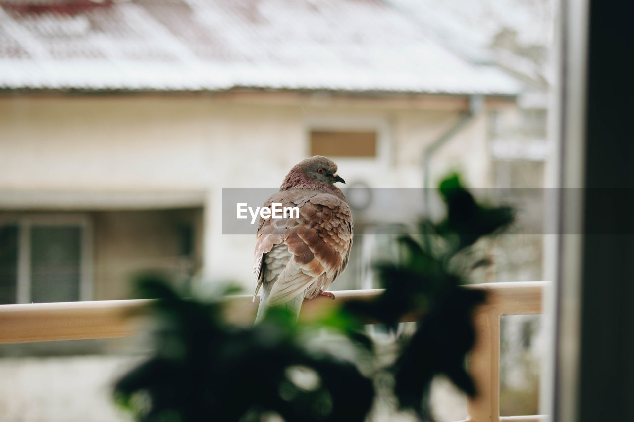 BIRD PERCHING ON A BUILDING