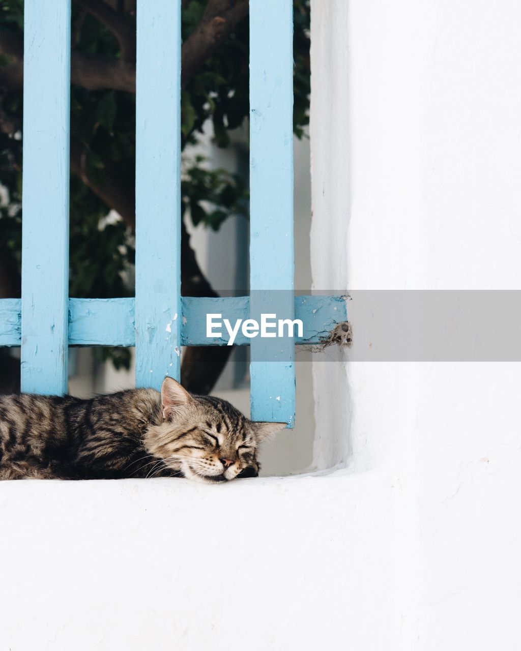 PORTRAIT OF A CAT ON WINDOW