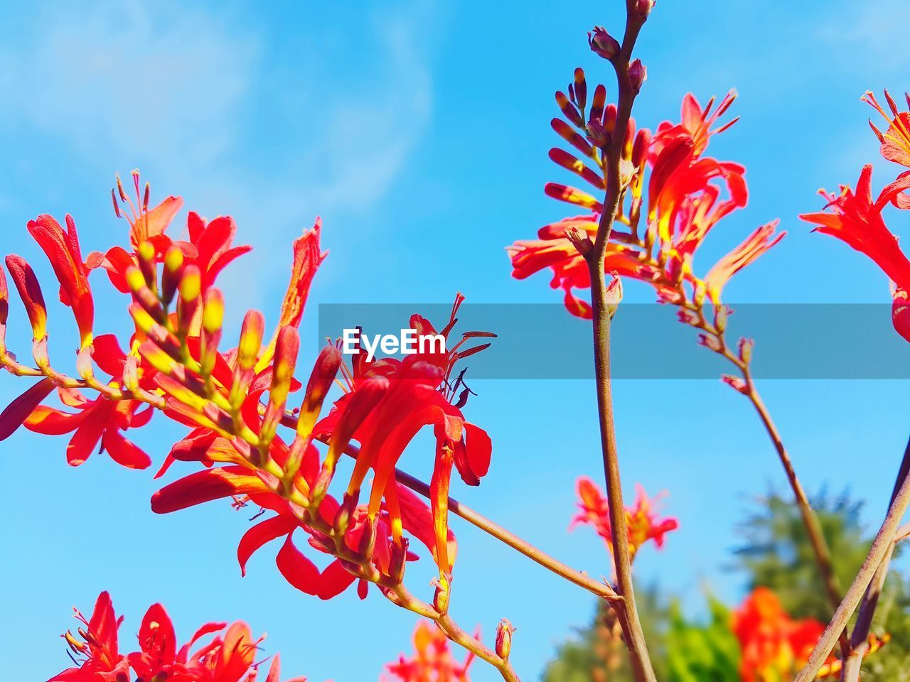 CLOSE-UP OF RED FLOWERING PLANTS AGAINST BLUE SKY